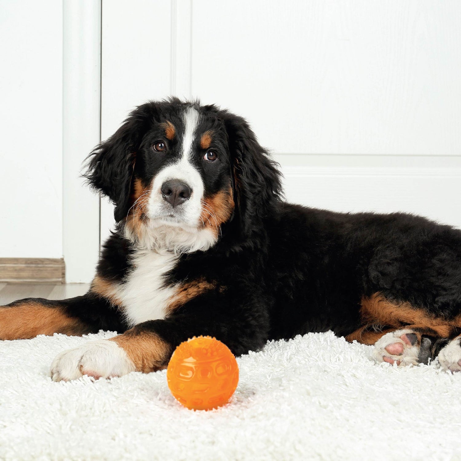 Pet toys