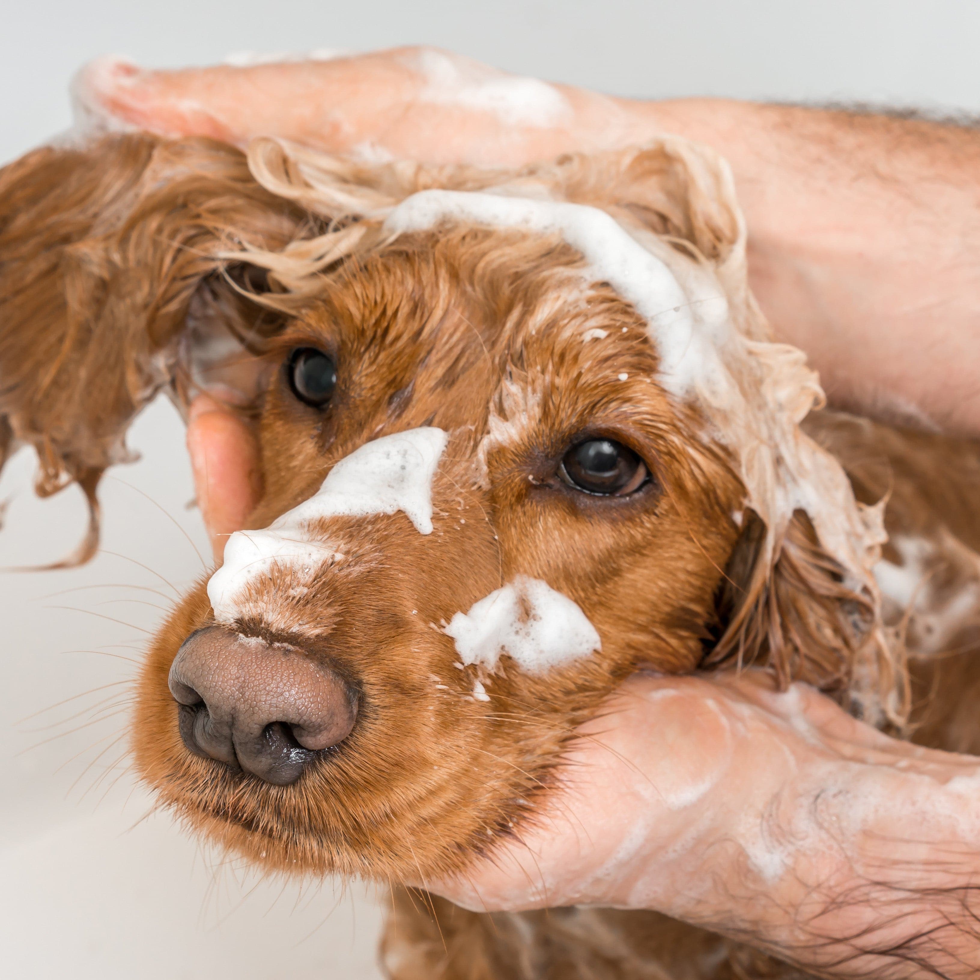 Scented Dog Shampoo (Baby Fresh) - Bugalugs - DSL